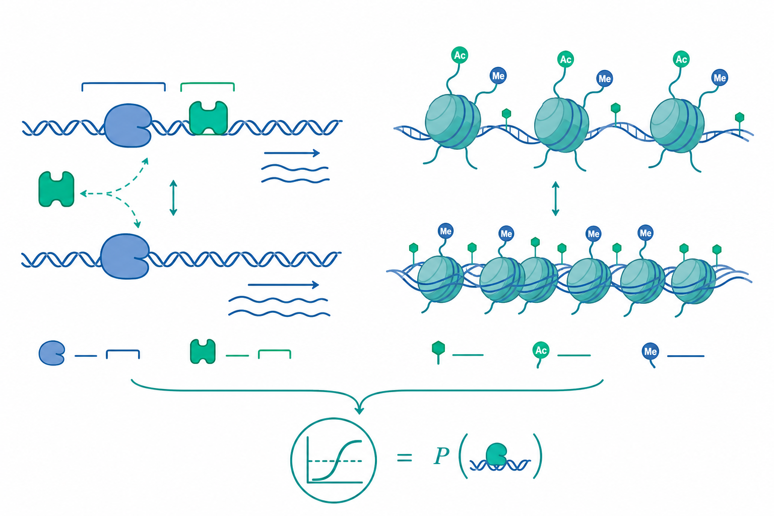 基因表現調控:operon 與表觀遺傳概念示意圖